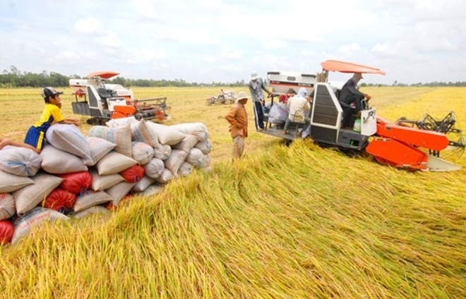 Cơ hội cho gạo Việt