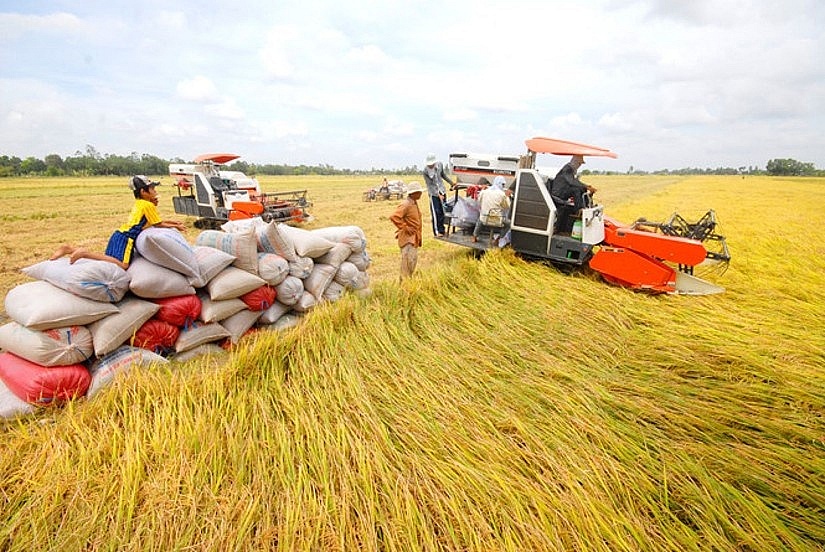 Cơ hội cho gạo Việt