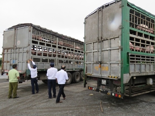 Xử lý nghiêm các trường hợp buôn bán, vận chuyển trái phép lợn qua biên giới vào Việt Nam
