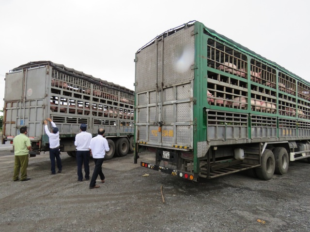 Xử lý nghiêm các trường hợp buôn bán, vận chuyển trái phép lợn qua biên giới vào Việt Nam