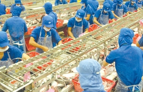 Đơn hàng xuất khẩu cá tra khởi sắc, kỳ vọng sẽ đạt kim ngạch gần 1,8 tỷ USD