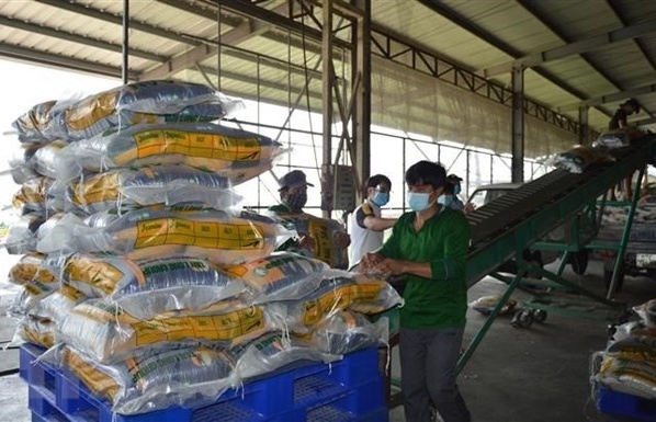 VFA kiến nghị một số giải pháp cụ thể về sản xuất và xuất khẩu gạo