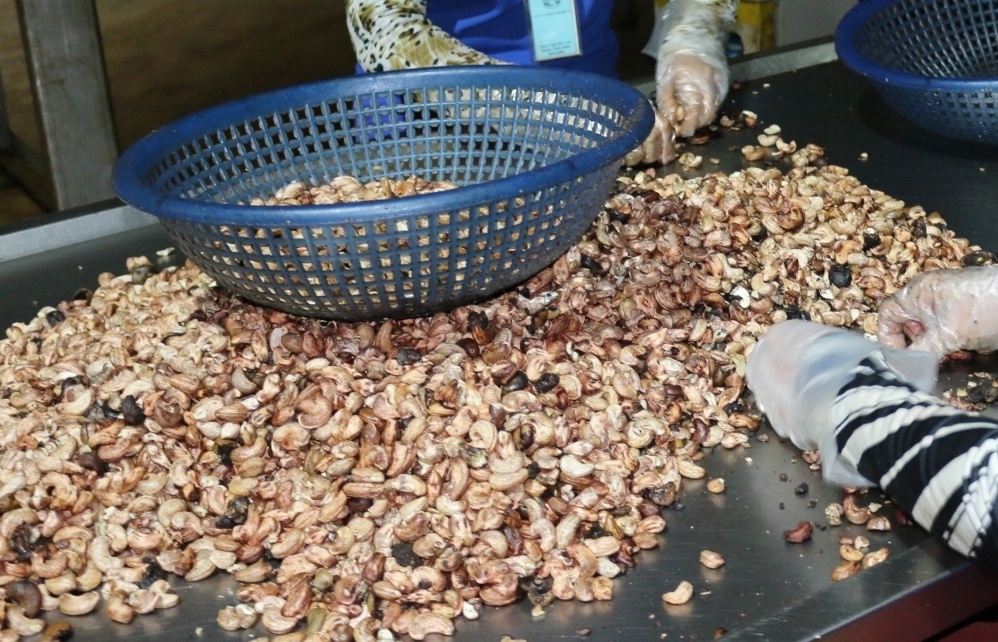 Hải quan bóc trần thủ đoạn buôn lậu trên 78.000 tấn hạt điều
