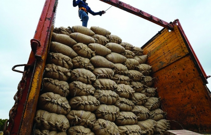 Châu Á lo ngại nguy cơ thiếu gạo