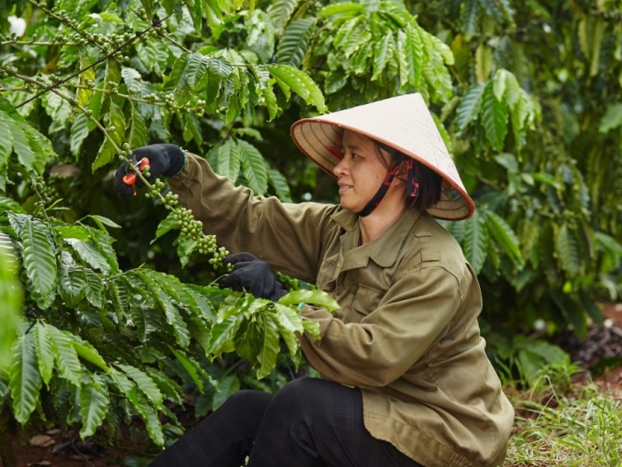 Nestlé đứng đầu về phát triển bền vững trong lĩnh vực sản xuất cà phê