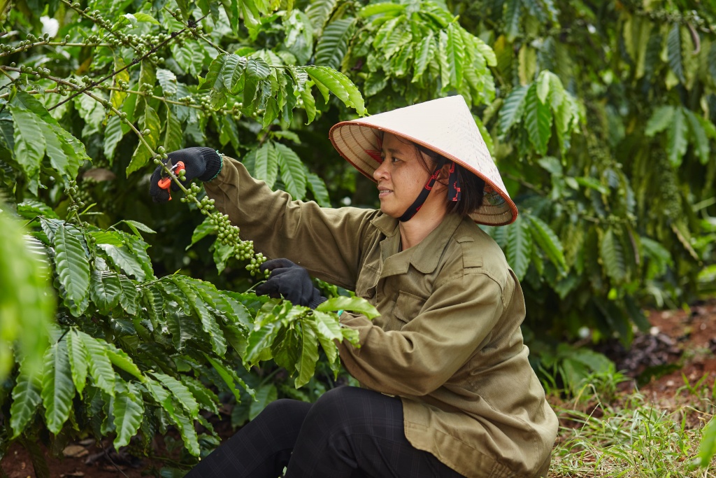 Kỹ thuật được chia sẻ trong chương trình Nescafé Plan giúp giảm 20% lượng phân bón mà vẫn đảm bảo năng suất cây cà phê