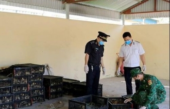 Hải quan Chi Ma phối hợp thu giữ số lượng lớn gà con nhập lậu
