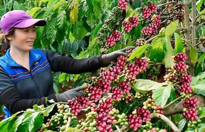Để "được mùa - được giá",  doanh nghiệp cà phê cần ưu đãi tín dụng