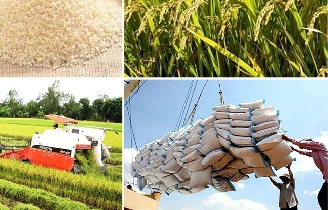 ASEAN và Trung Quốc chiếm 72% lượng gạo xuất khẩu của Việt Nam