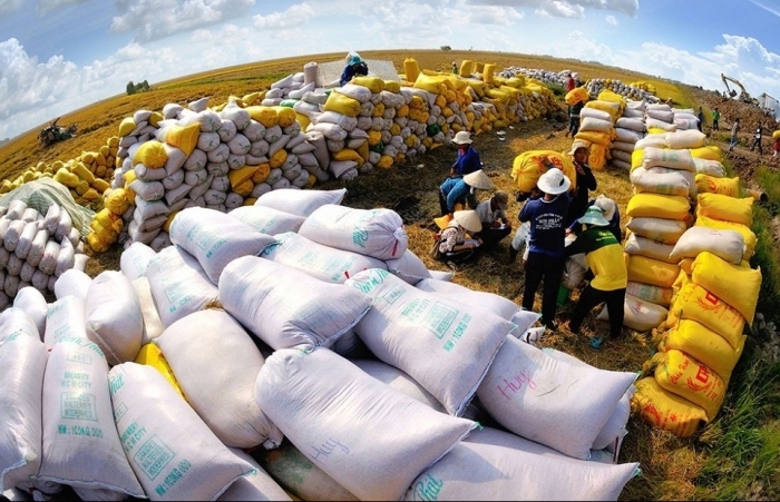 Thu gần nửa tỷ đô từ xuất khẩu gạo