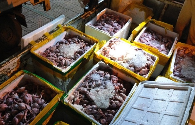 Hà Tĩnh: Thu giữ hơn 2 tấn thịt chim cút không rõ nguồn gốc
