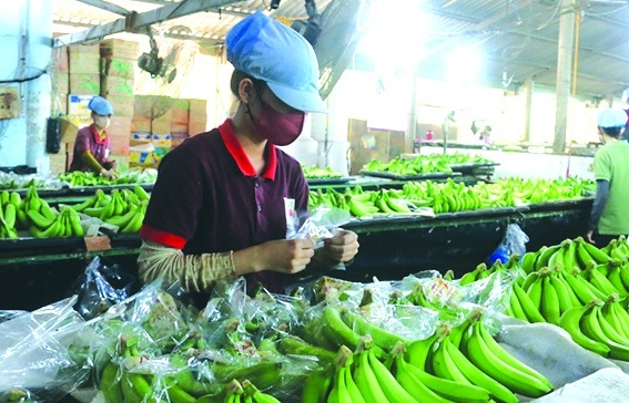 Tận dụng lợi thế để tăng xuất khẩu rau quả vào các thị trường gần