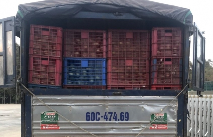 Hải quan Tây Ninh bắt giữ 6 tấn xoài tươi nhập lậu qua biên giới