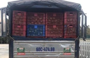 Hải quan Tây Ninh bắt giữ 6 tấn xoài tươi nhập lậu qua biên giới