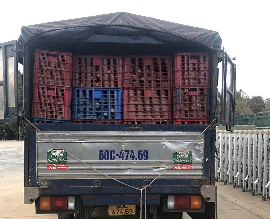 Xe tải chở xoài Campuchia không có hóa đơn chứng từ. 