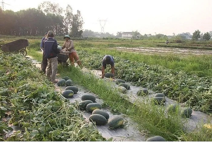 Thu hoạch dưa hấu tại tỉnh Quảng Nam.