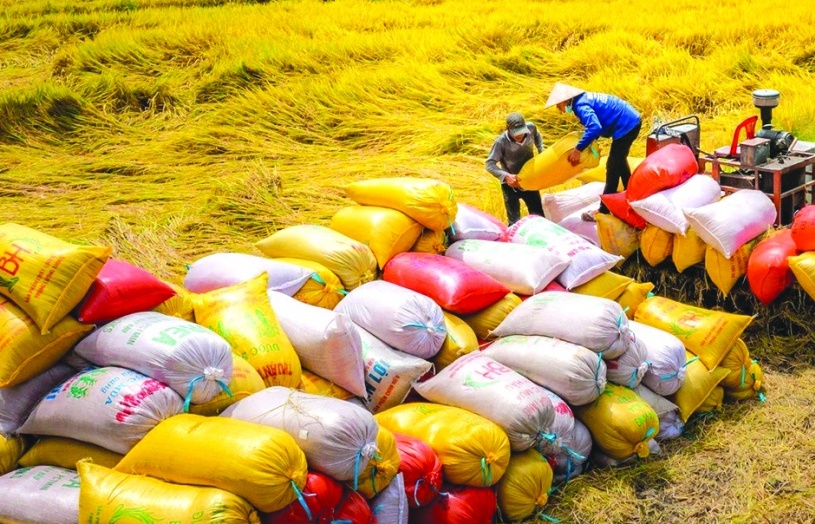 Gạo Việt Nam chiếm 72,9% trong tổng số gạo nhập khẩu của Philippines