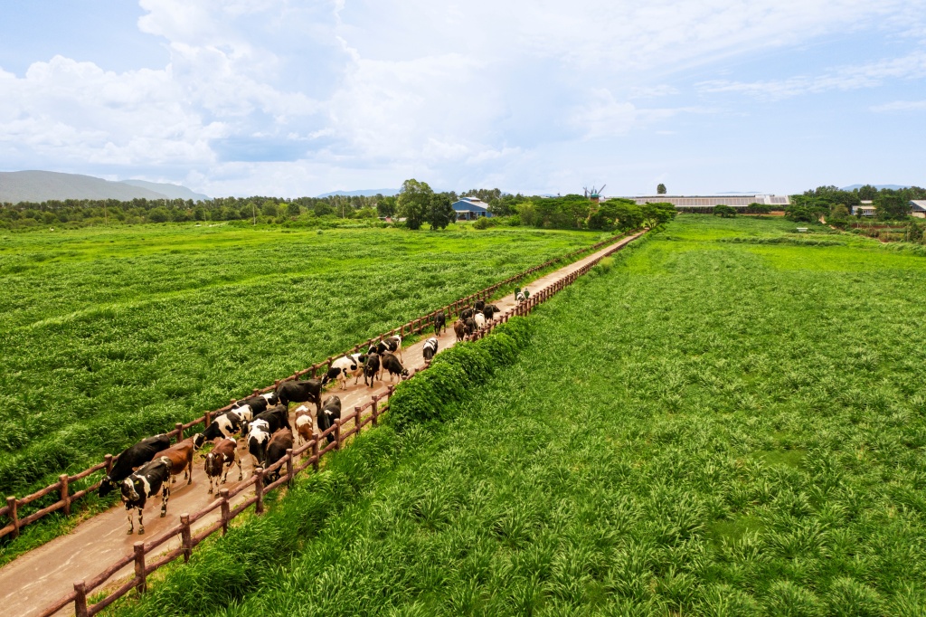 Vinamilk – doanh nghiệp duy nhất của ngành sữa Việt Nam trong danh sách Fortune 500 Đông Nam Á