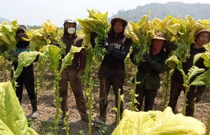 tang thue tieu thu dac biet thuoc la dam bao hai hoa loi ich doanh nghiep nong dan nha nuoc