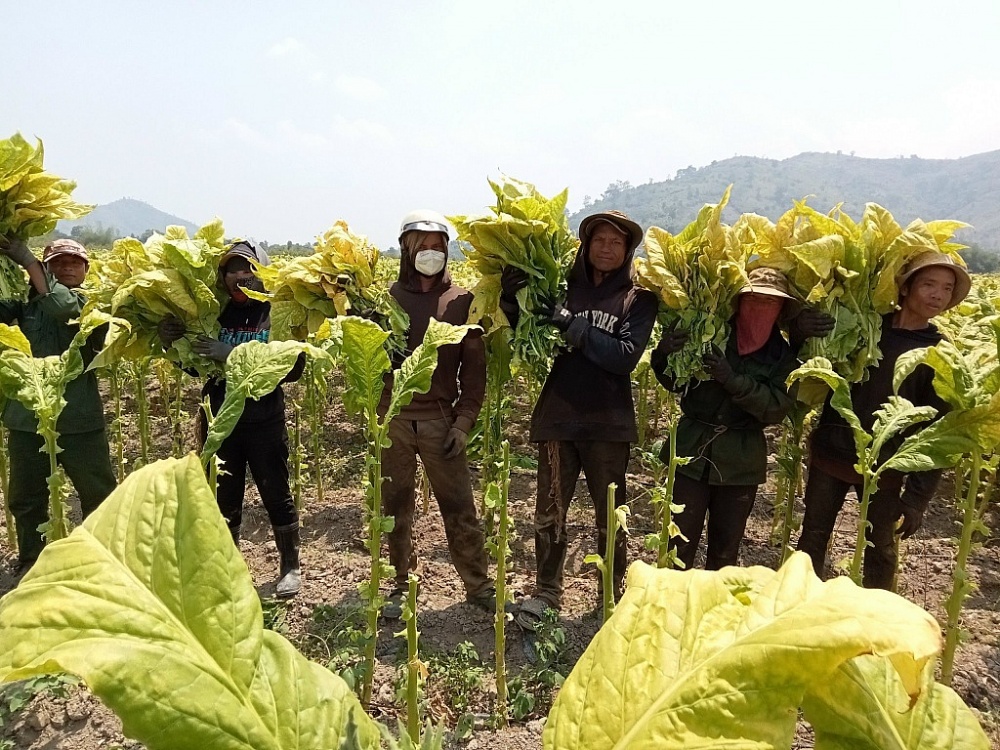 Tăng thuế tiêu thụ đặc biệt thuốc lá đảm bảo hài hòa lợi ích doanh nghiệp - nông dân - nhà nước