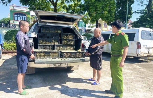 quang ninh ngan chan van chuyen giong vat nuoi nhap lau