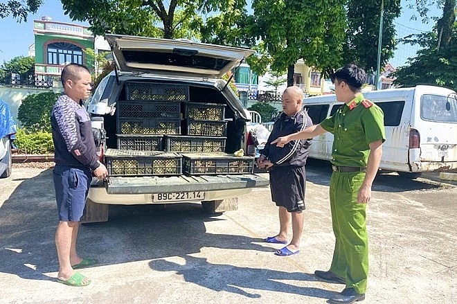 Quảng Ninh: Ngăn chặn vận chuyển giống vật nuôi nhập lậu