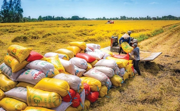 Tháo gỡ khó khăn cho xuất khẩu gạo