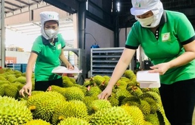 Rau quả Việt xuất khẩu vượt kỳ vọng