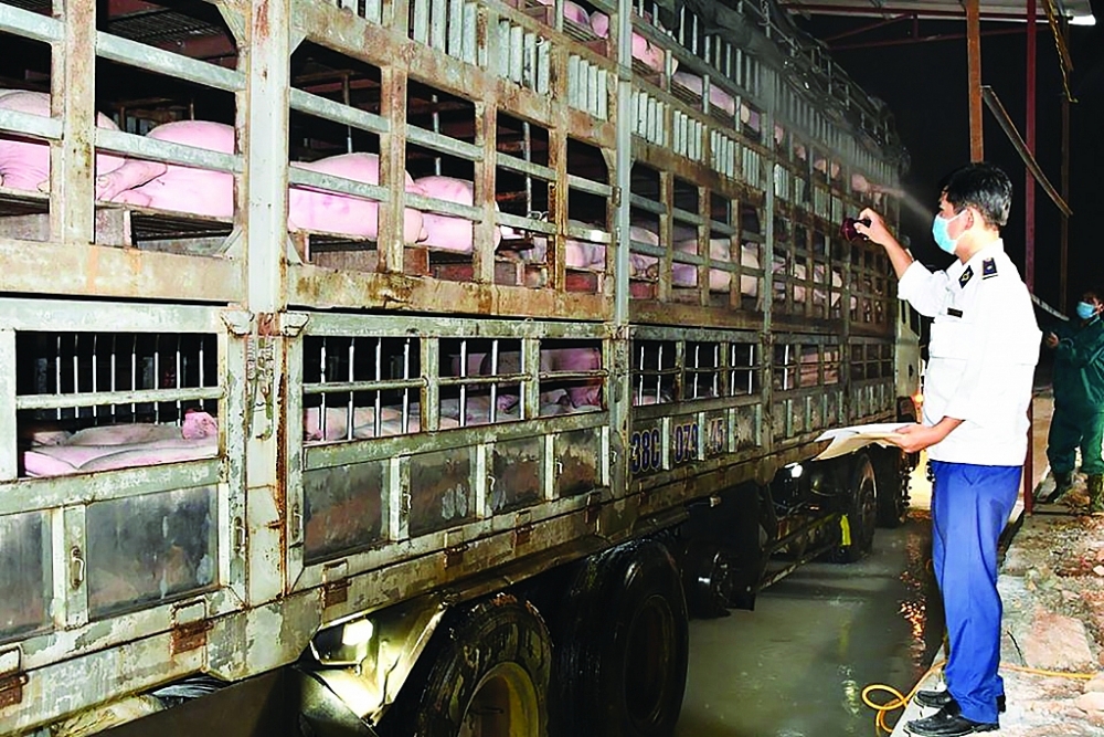 Khi chăn nuôi trong nước đảm bảo nhu cầu, Bộ NN&PTNT sẽ thông báo việc dừng NK lợn sống từ Thái Lan cho DN trước 1 tháng. 	Ảnh: Nguyễn Thanh