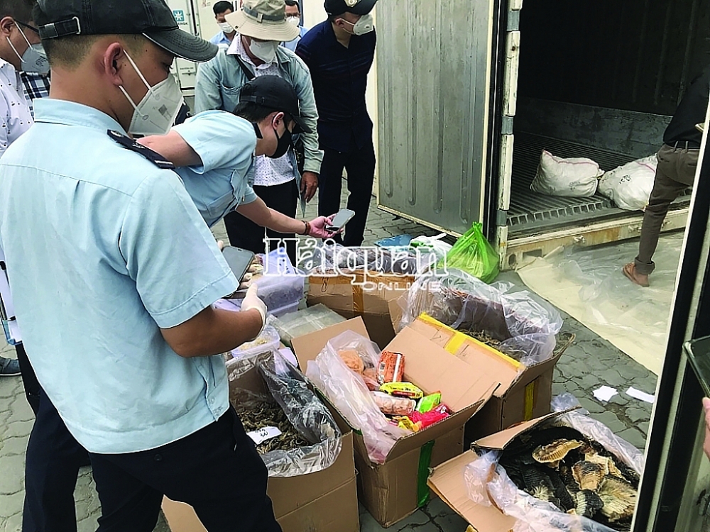 Kiểm tra container sò huyết, Cục Hải quan TP Hồ Chí Minh phát hiện hơn 20 mặt hàng nhập lậu như cá ngựa, yến vụn... 	Ảnh: Thu Hòa
