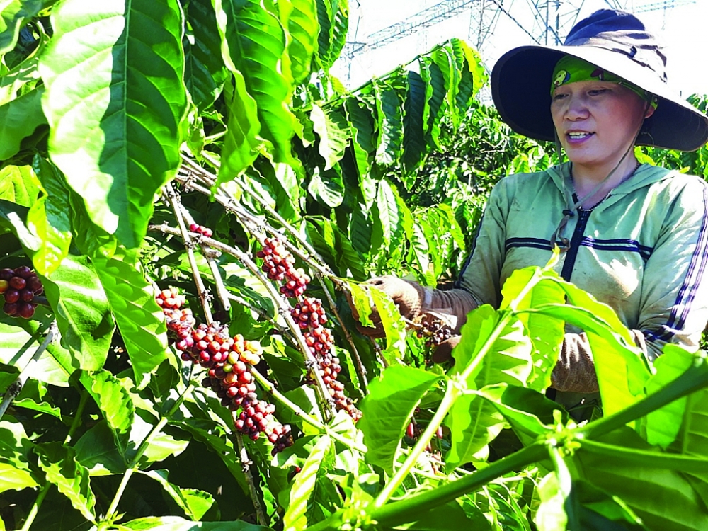 Có đến 80% nông sản Việt XK dưới cái tên của DN nước ngoài. 	 	Ảnh: Nguyễn ThanH