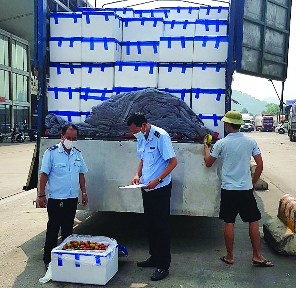 Công chức Chi cục Hải quan cửa khẩu quốc tế Lào Cai kiểm tra mặt hàng vải thiều xuất khẩu.