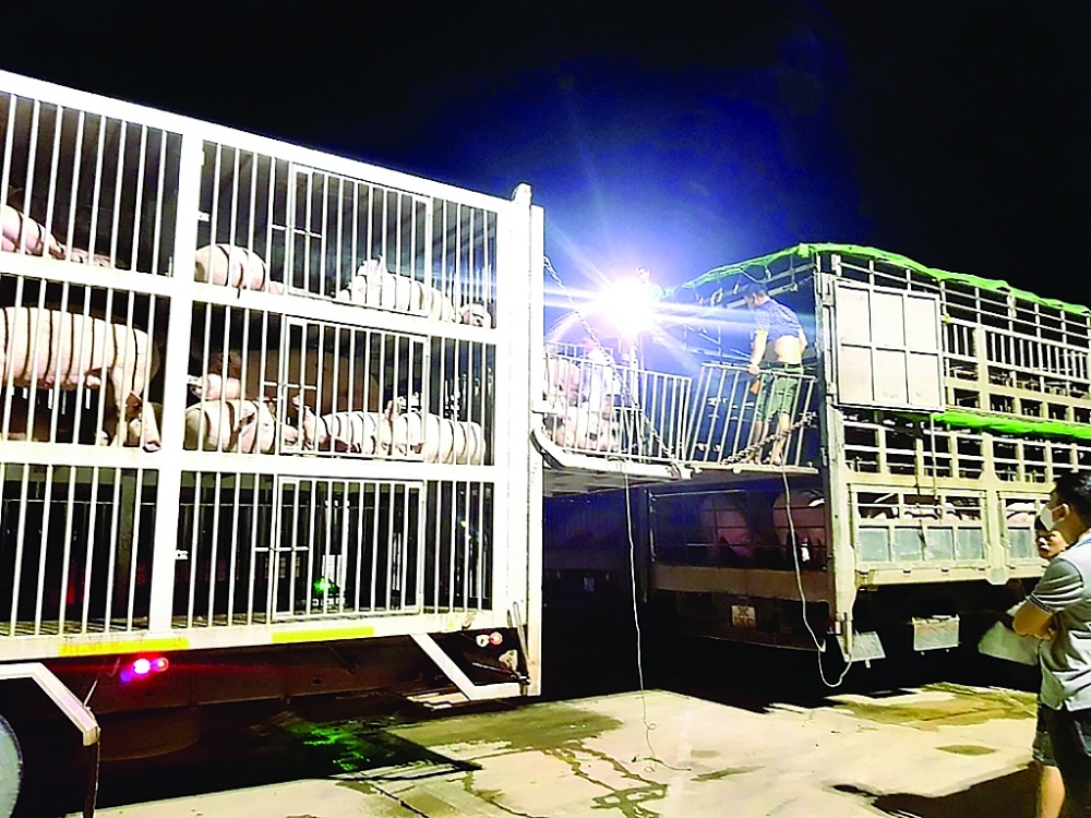 Hoạt động nhập khẩu lợn qua cửa khẩu quốc tế Lao Bảo, Quảng Trị.  	Ảnh: Chi cục Hải quan cửa khẩu Lao Bảo cung cấp