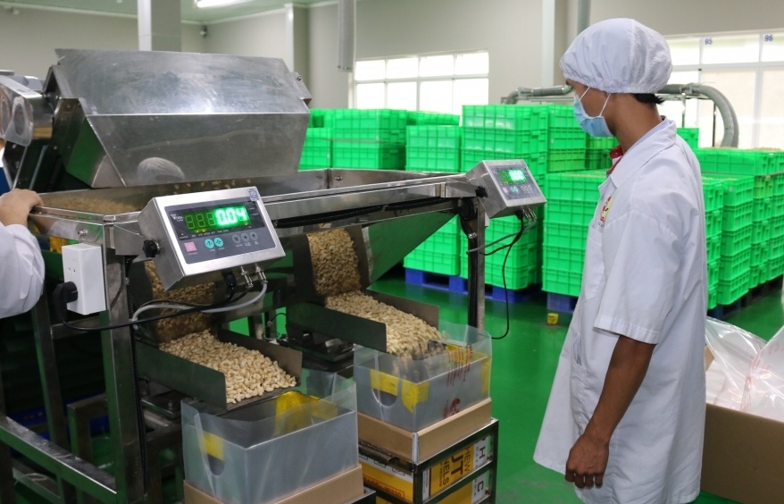 Ngành điều còn phụ thuộc quá lớn vào nguyên liệu nhập khẩu