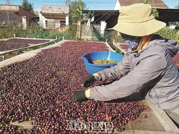 Cà phê Việt đầy tiềm năng tại thị trường Bắc Phi