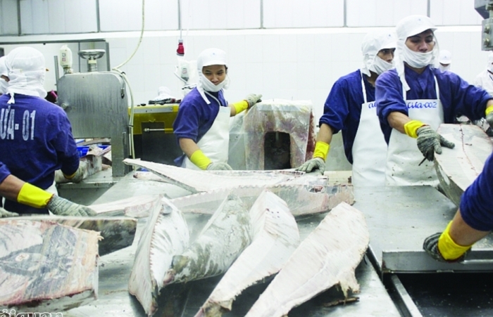 Thị trường xuất khẩu cá ngừ đang bị thu hẹp