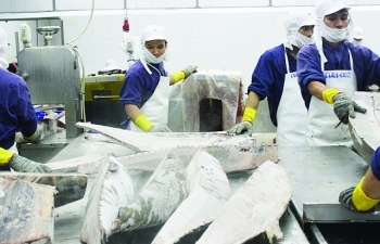 Xuất khẩu cá ngừ: Kim ngạch giảm, thị trường tăng