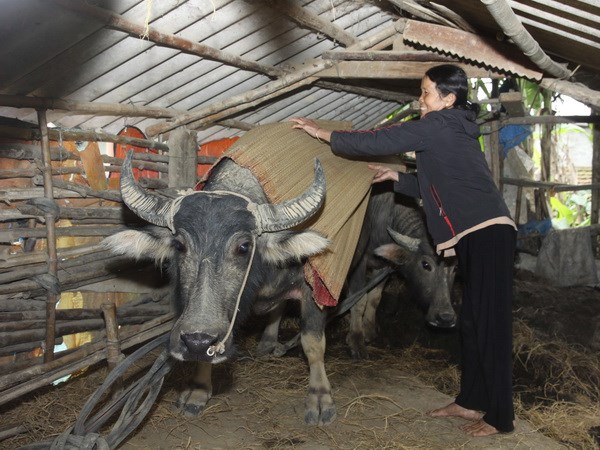 cac tinh bac bo don dot ret tang cuong dau tuan