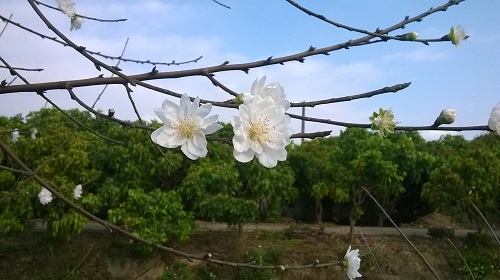 ha noi hoa dao trang duoc ban rong rai