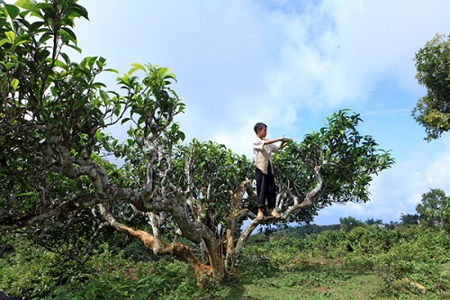 tron ha noi len suoi giang tranh nong