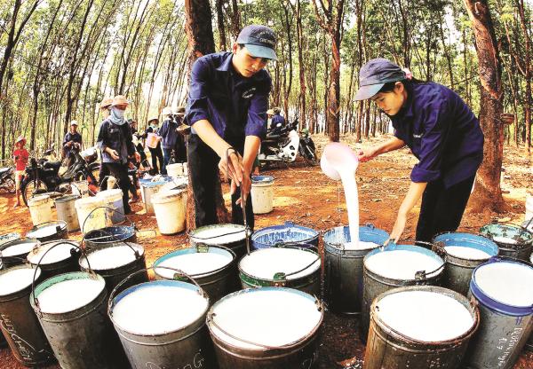 nganh cao su no luc xay dung thuong hieu de nang cao gia tri