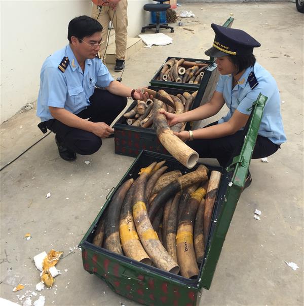 pho thu tuong khen tong cuc hai quan ve vu bat giu 309 kg nga voi