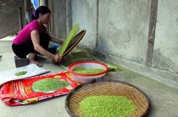 com tu le nhung hat ngoc tinh tuy cua nui rung reo cao tay bac