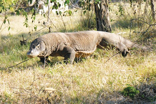 kham pha dao rong komodo