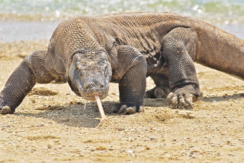 kham pha dao rong komodo