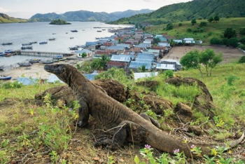 kham pha dao rong komodo