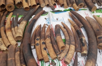 Hải Phòng: 5 năm bắt giữ hơn 18 tấn ngà voi, vảy tê tê