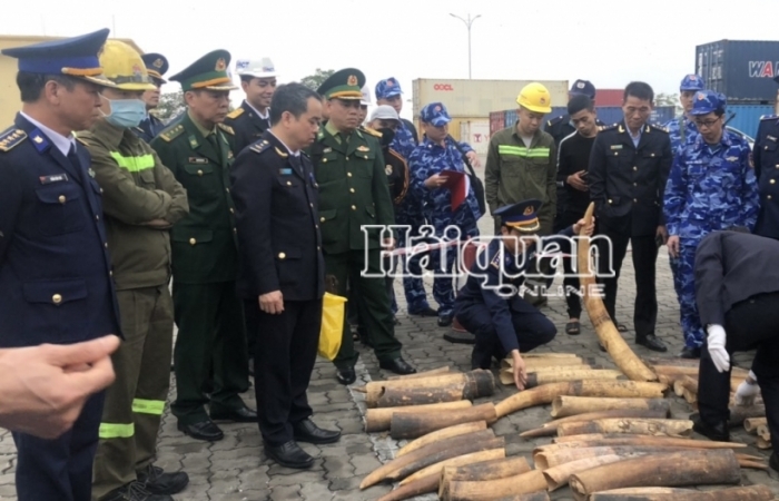 Hải quan Hải Phòng chủ trì bắt giữ gần 500 kg ngà voi
