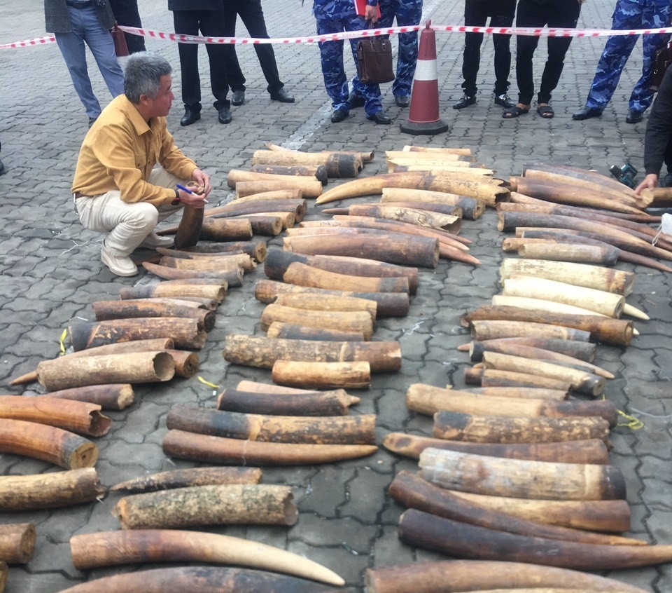 Hình ảnh vụ bắt giữ gần 500 kg ngà voi tại Hải Phòng