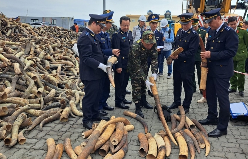 Hải quan Hải Phòng thu giữ thêm gần 130 kg ngà voi châu Phi
